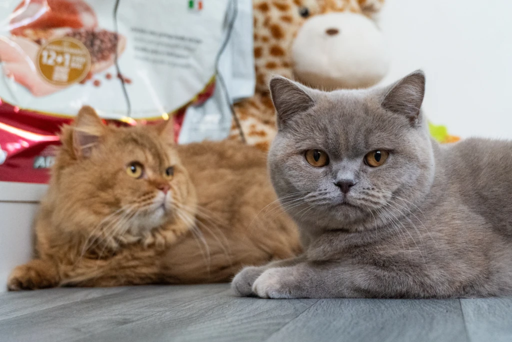 Alia et Suri