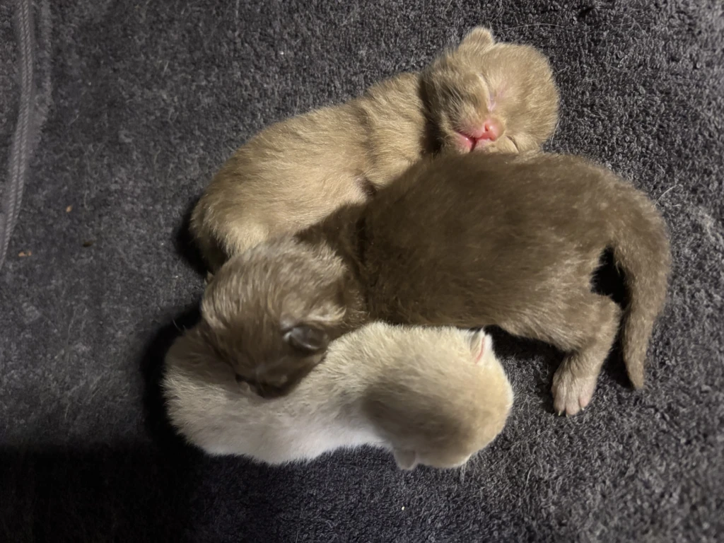 3 chatons de l'arche de tiwi, élevage british
