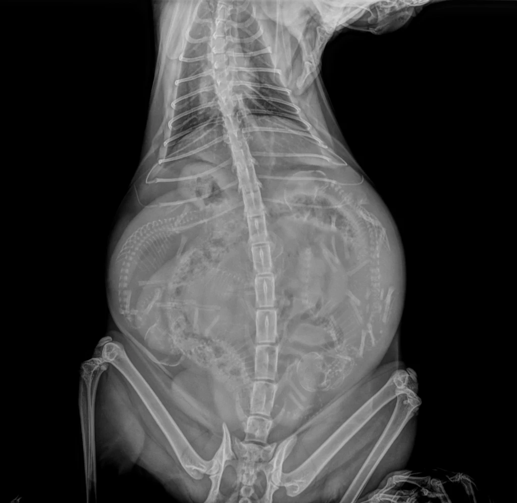 Radiographie de gestation de ma chatte Winnie, confirmant la présence de 5 chatons.
