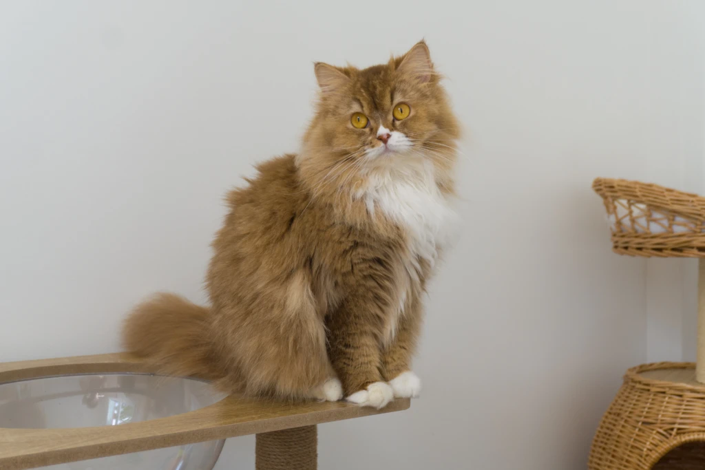 Winnie, femelle British longhair