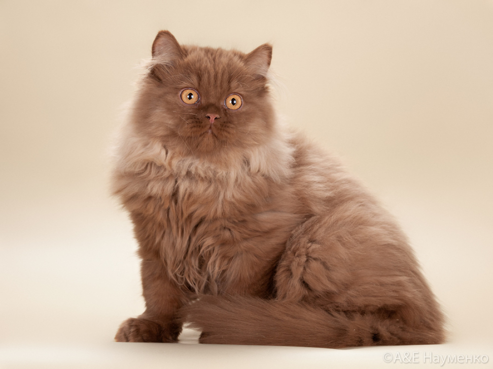 british longhair chocolat