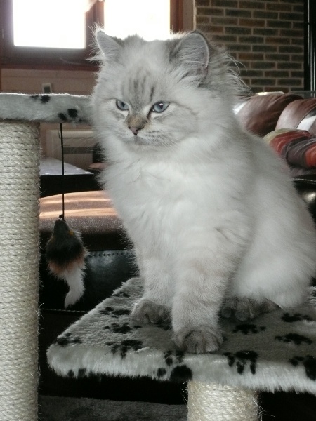 british longhair color point