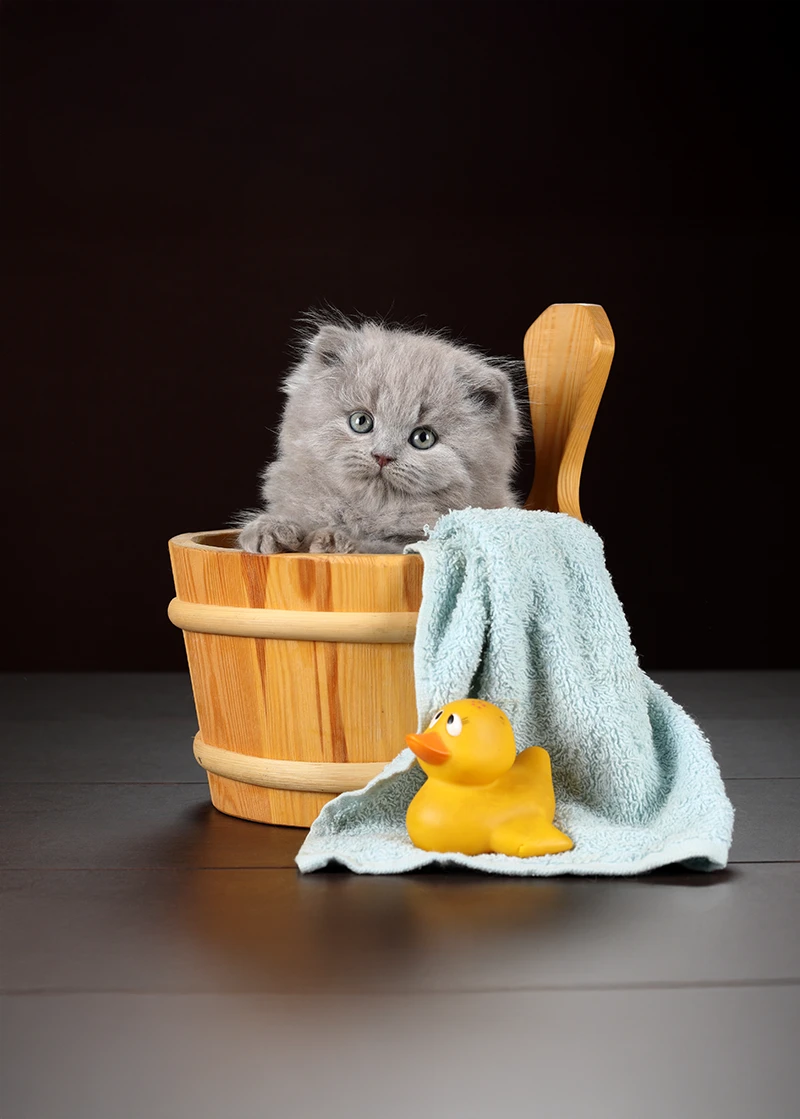 chaton british longhair dans un seau
