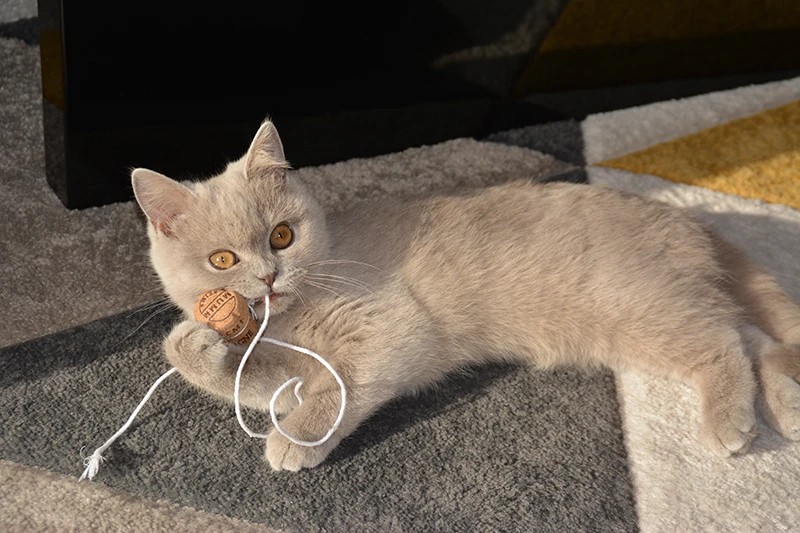 british shorthair lilas