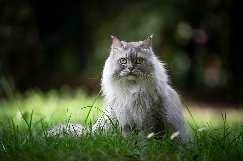 british longhair silver dans l'herbe