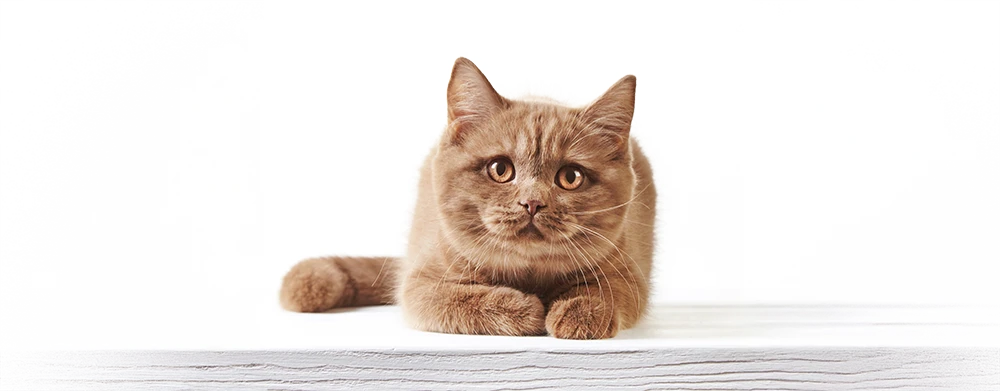 chat british shorthair chocolat