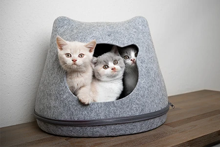 British Adoption Reproduction a la chatterie de l'arche de tiwi