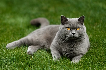 British Bleu Dilution Noir