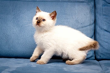 British Colourpoint-1