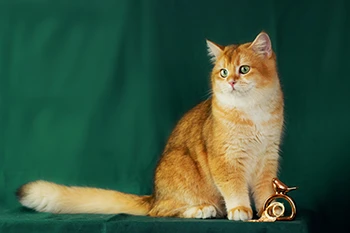 British Golden Cooper