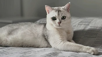 British Silver Shaded