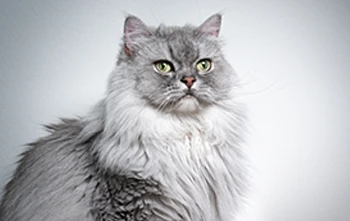 British Silver Smoke