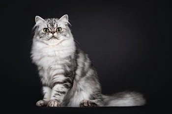 British Silver Tabby