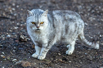 British Silver Ticked