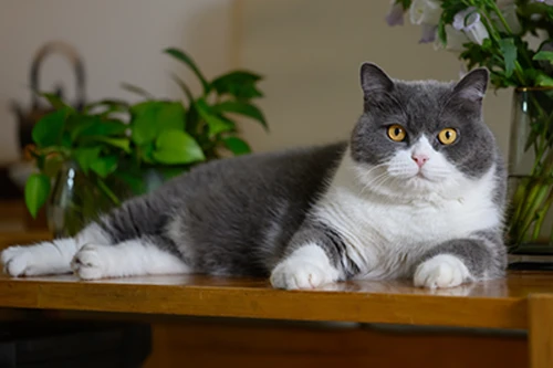Chat British Shorthair