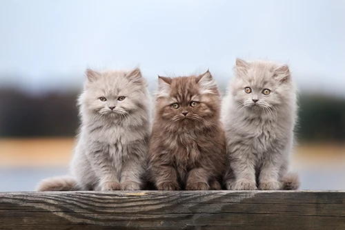 Chatons british longhair