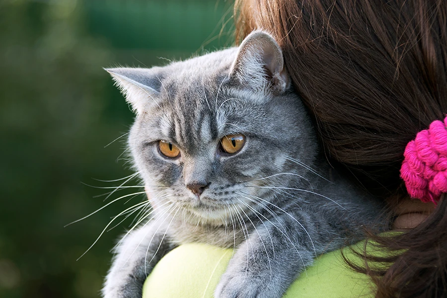 Déposer votre demande de réservation de british a la chatterie de l'arche de tiwi