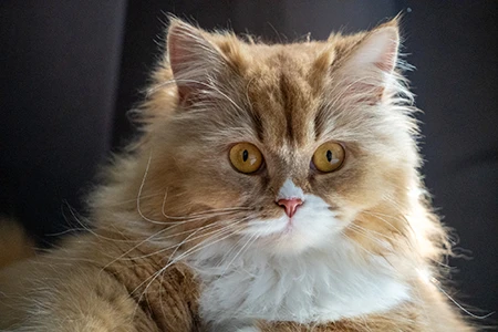 Tête, yeux & oreilles du british Winnie de l'arche de tiwi