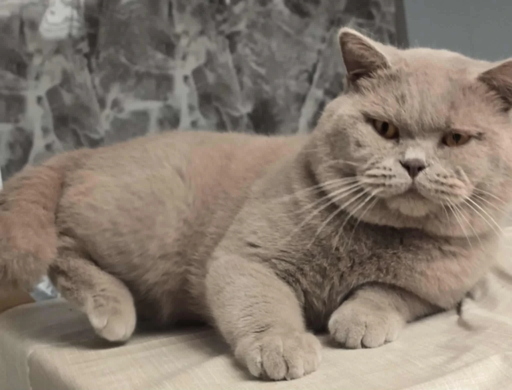 att.CeTQJRH1ePJu8ruQYt_nop5qR9pDaZsAKUWdXNlWGDg