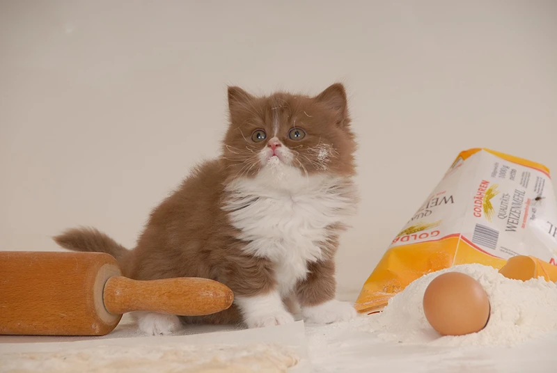 chaton british longhair chocolat qui joue dans la farine