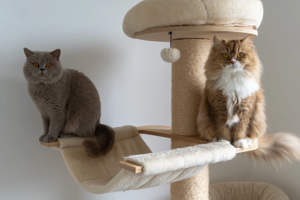 2 portées de chatons british avec Winnie et Richard