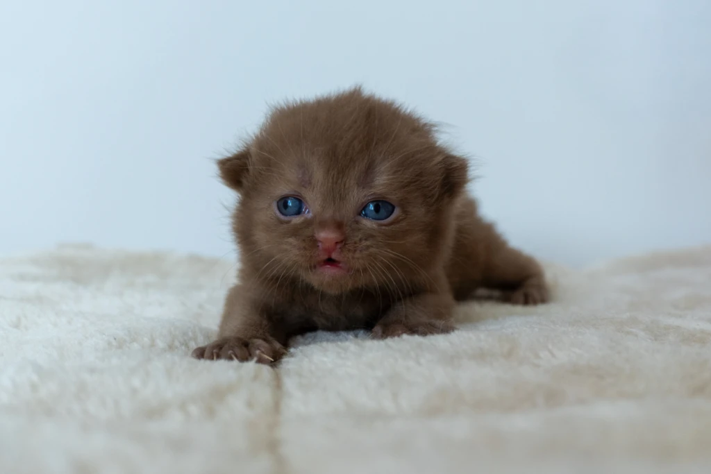 Chaton Cinnamon Bianca de l'Arche de Tiwi