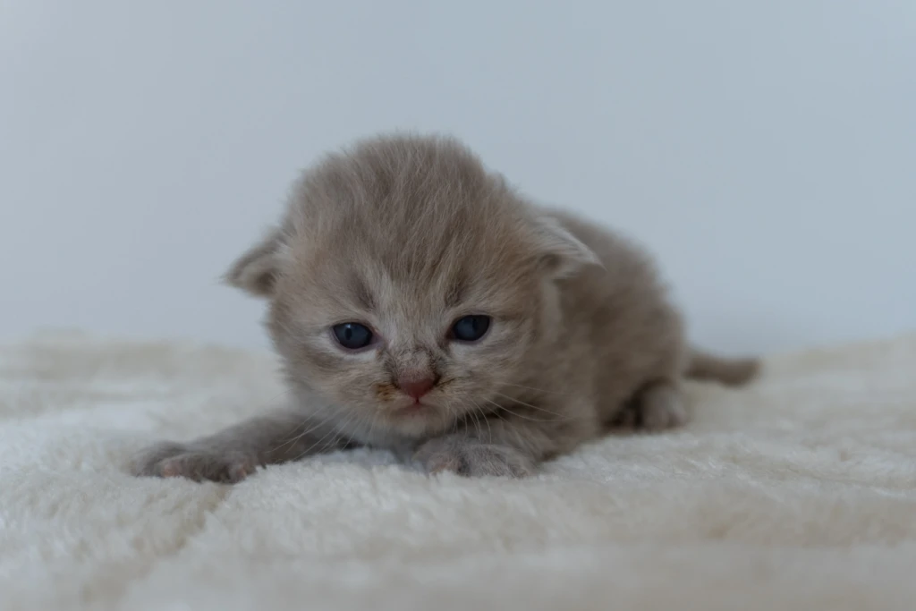 Babouche Male Shorthair Lilac Tabby