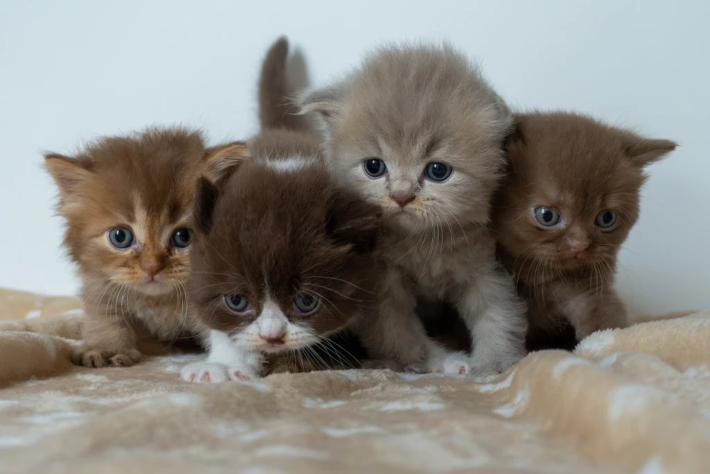 Chatons British Babouche Bianca Berlioz et Bonnie