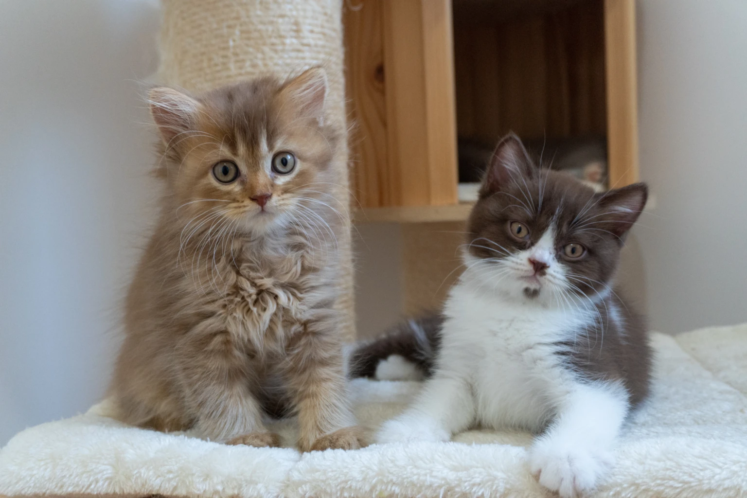 Vous chercher a adopter un british shorthair ou longhair ?