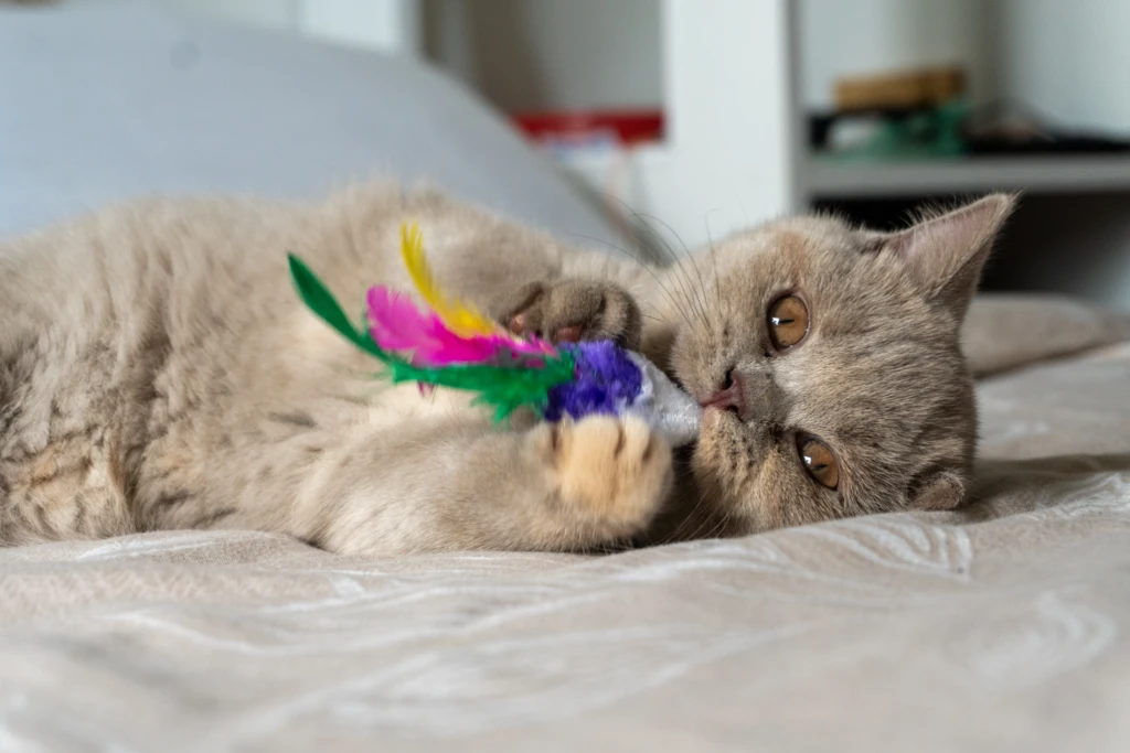Le quotidien à la chatterie
