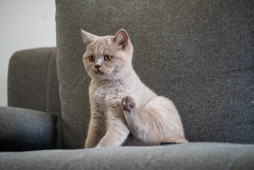 Femelle Reproductrice de la chatterie de l'arche de tiwi : Alia