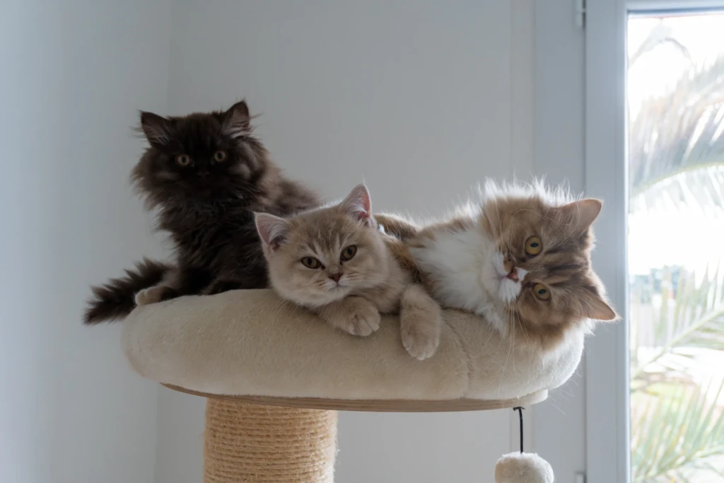 Le vrai prix d'un chaton de race