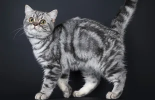 Blotched Tabby