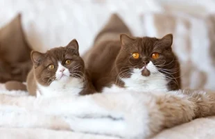 British Biclores