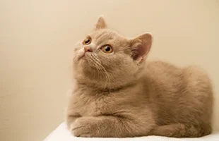 British Cinnamon-Cannelle