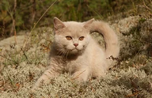 British Fawn-Faon