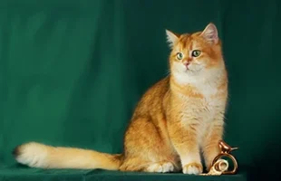 British Golden Cooper