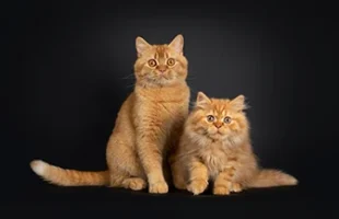 British Roux-Red