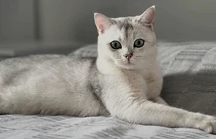 British Silver Shaded