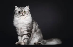 British Silver Tabby