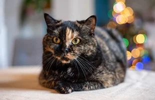 British Tortie
