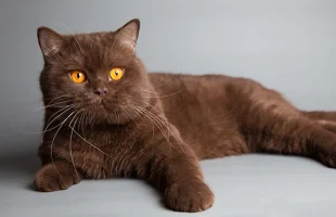Tête, yeux & oreilles du british