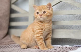 Mackerel Tabby