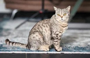 Spotted Tabby