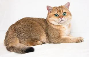 Ticked Tabby