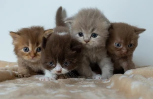 British Adoption pour Compagnie