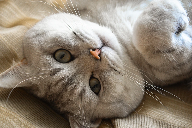 chat british shorthair