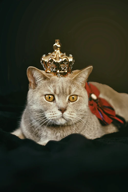 british shorthair avec une couronne