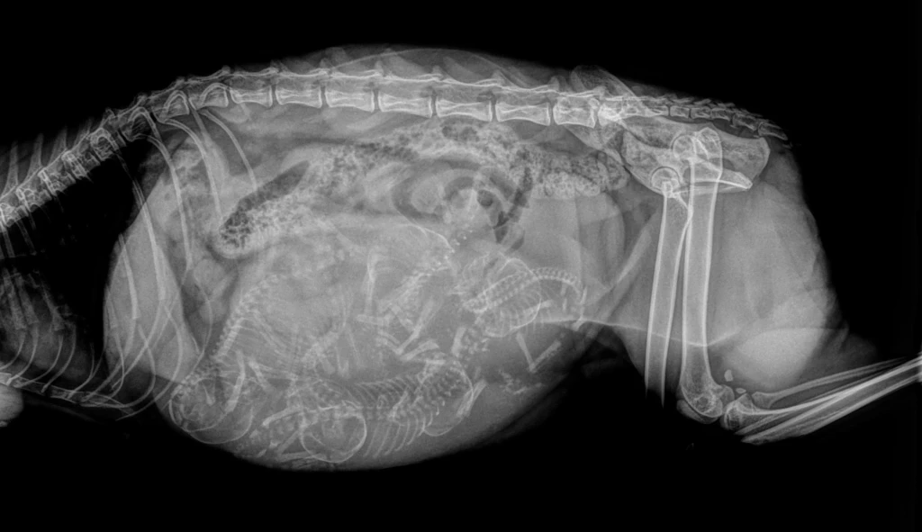 Radiographie de gestation de ma chatte Winnie, confirmant la présence de 5 chatons.