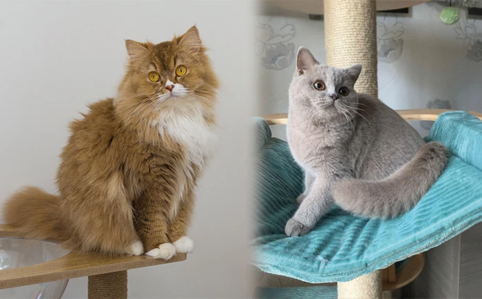 Winnie et Richard_Chatterie de l'arche de tiwi